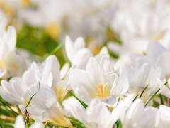 유란다 S. 케이사르/자작/XX