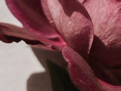 춤을 추는 듯한 선율을 따르자,