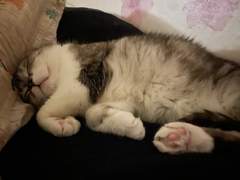 [고양이]새벽이 한이