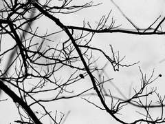 당신의 영광에 순결을_2