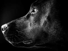 [지푸푸푸] 닉스와 함께 하는 평화로운 오후 (a peaceful afternoon with Nyx)