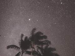 별빛을 먹는 나무