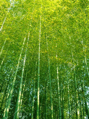 까마귀는 세 번 운다