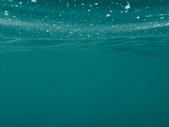 다이브 투 블루 후기