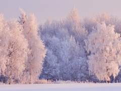 설영 / 인간 / 여 / 27