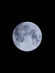 흡혈귀는 툭하면 죽는다 번역