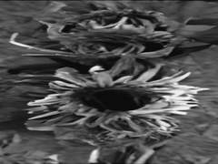 해바라기의 수명은 길지 않다