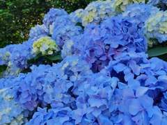 [거만과 사과의 수국]