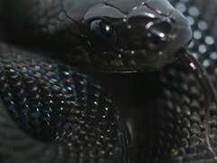 감정이 메말른 검은 독사