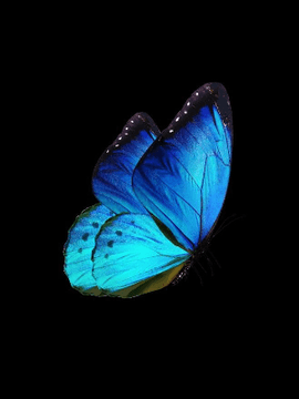 Fly away, my butterfly