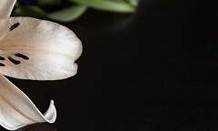 백합에 떨어진 물방울