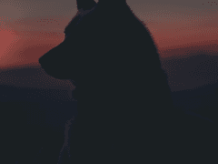 들개 : 거리의 사냥꾼