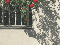 불안한 껍데기 미로