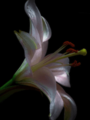 주술회전-하나하키병