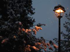 다툼의 꽃말은—