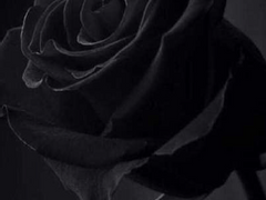 [전공] 하이큐 강수위상황문답 | [Pea] 4. 애증의 관계 _사쿠사 키요오미