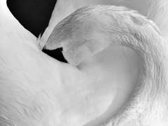 01. 살로메, 헤로디아, 데릴라, 이사벨