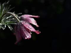 미노리카와 호우타 사망 if