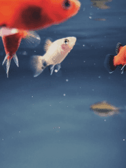 오월은 나의 기적