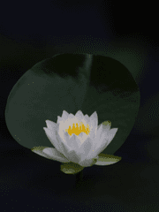 릴리아스 스토리즈