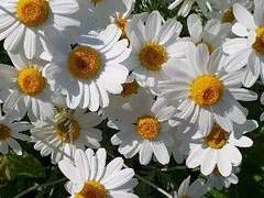 트위디 베일리XX