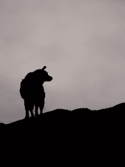 [장편] 모두 다 예쁜 개들