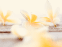 [BL] 그는 나의 바닐라