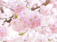 로코, 망한 사랑, 달달물, 오마카세 샘플