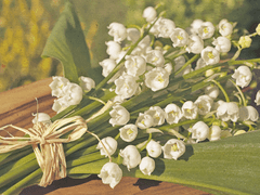 𝐚𝐧𝐠𝐞𝐥𝐮𝐬 𝐢𝐧𝐚𝐧𝐢𝐬 𝐦𝐚𝐧𝐮𝐬.