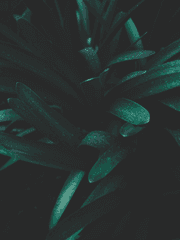 [진격거 드림 꿈]