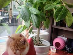 고양이가 있는 미용실/이도은