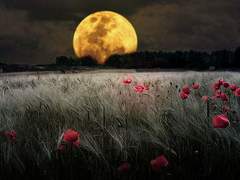 달이 뜨면 꽃이 피고 - 1