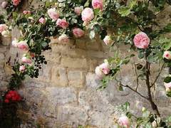 심효 / 봄날의 송아지를 좋아하세요?