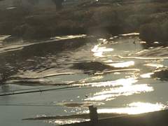 『11』 파울리나 1880