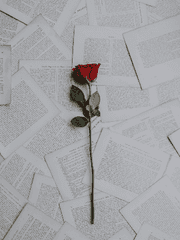 늑대들 사이 장미 한 송이