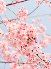 드림주 설정 모음