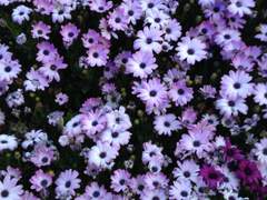 심효 / 운명의 상대를 만나면 놓치지 마세요.