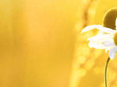 Daisy Larry Cyclamen