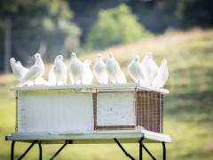 사나에 나기사 / 早苗 渚 / 18