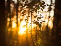 메어리 H. 덴버 | XX | 마법부 | 혼혈