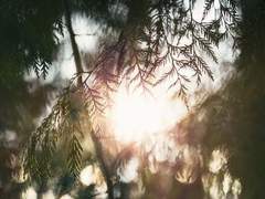 블레어 메이너드