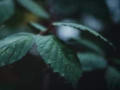 Arsel K. Winchester / XY / Slytherin