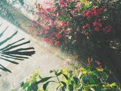 마거리트 네바흐 안토넬라