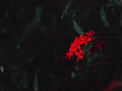 [당보청명]暗香浮動月黃昏(1)