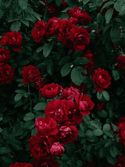 뒤죽박죽 연재미정