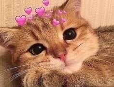 늑대들 사이 장미 한 송이 - 1