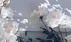 배꽃은 바람에 떨어지고··