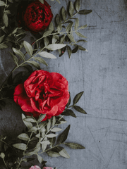 달맞이꽃(임시)