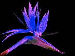 감각신경발악상(感覺神經發惡狀) - 外 (上)