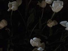 리시안셔스 S. 비안카/슬리데린/1학년